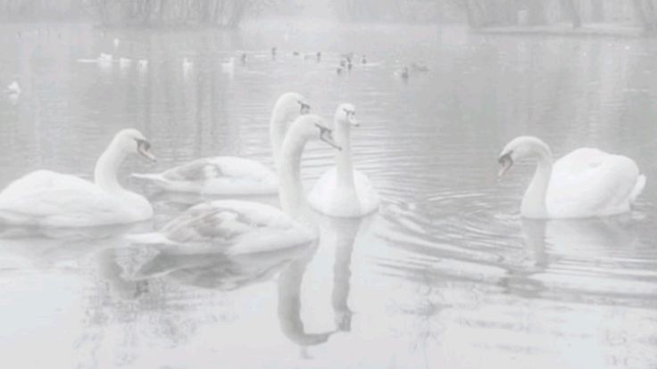 swan